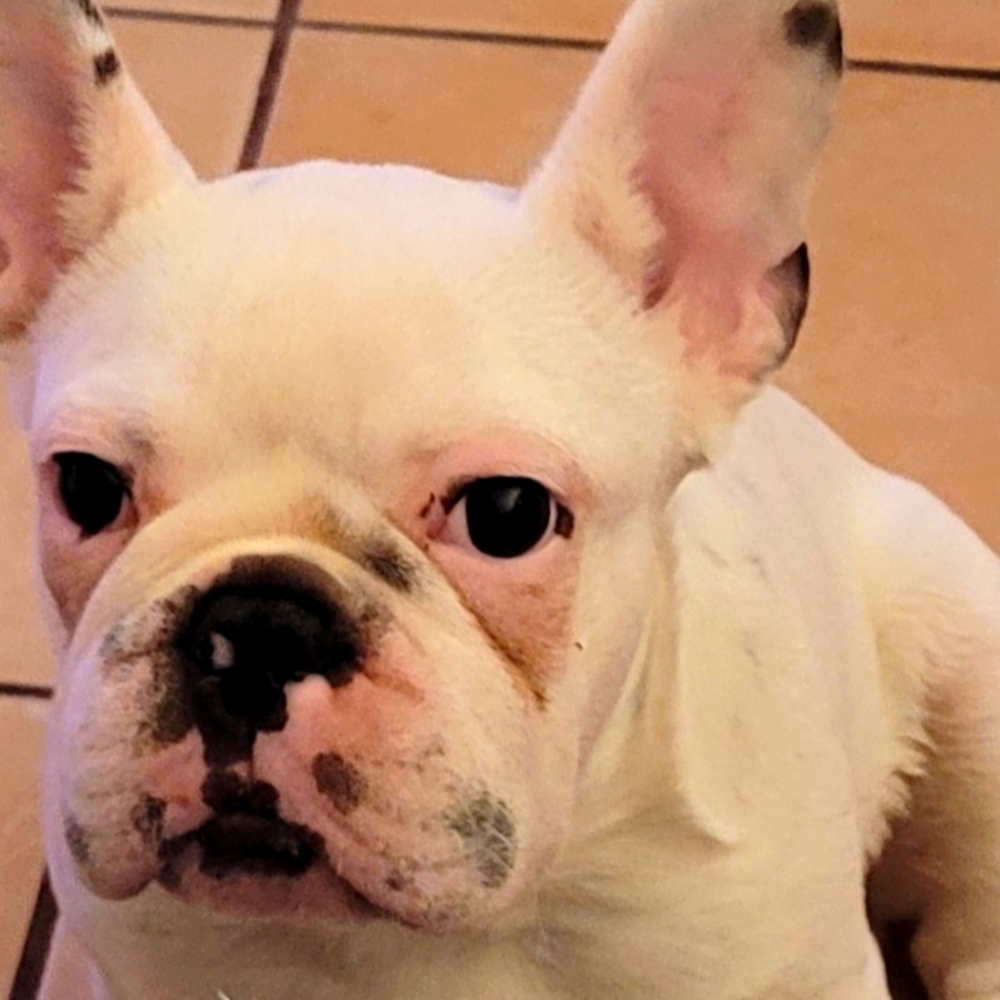 Meet your Posher, Yvette